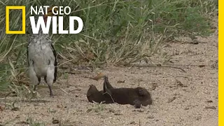 Is this Mongoose Playing Dead or Just Playing? | Nat Geo Wild