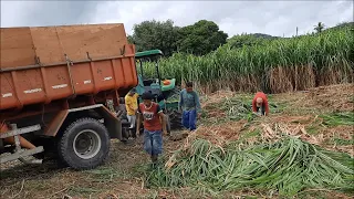 SILAGEM DE CAPIAÇU EM 5 DIAS! DICAS PARA NÃO ERRAR