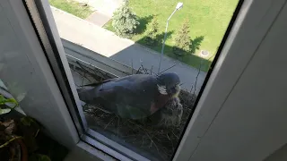 The Best Pigeon Mom Ever!