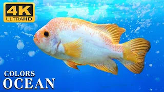 The Best 4K Aquarium - The Colors of the Ocean, The Sound Of Nature #6