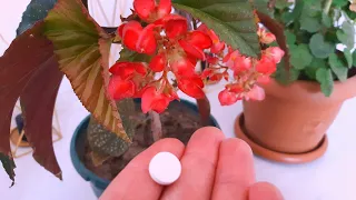 Tüm Ev Çiçeklerini Coşturdu 1 Tablet Erit Ver🌸Tekrar Yeşile Döner🌺Yeni Kökler Çıkar🌷MUHTEŞEM SONUCU💙