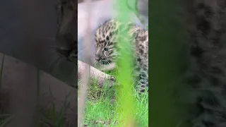 Celebrating Birth of Two Rare Amur Leopards - San Diego Zoo