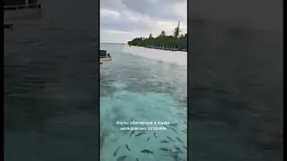 Есть ли акулы на Мальдивах? Безопасны ли они для человека?