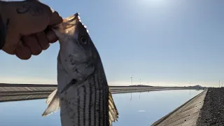 EPIC TOP WATER FISHING!!!!