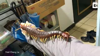 Giant Centipede Crawls All Over its Owner