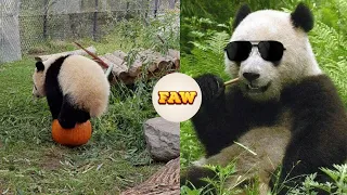 Funniest Animals compilation-Panda collection,  September 2021