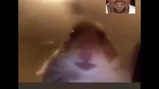 FaceTime with Kanye and hamster leaked