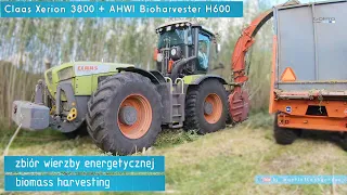 Claas Xerion 3800 zbiór wierzby energetycznej | biomass harvest AHWI A600