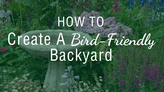 How to Create A Bird Friendly Backyard