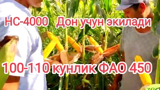 Маккажўхори Кукуруза НС-4000. 100-110 кунлик. 993280080 #кукуруза #дон #макквжўхори #уруг #семена