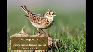 Жаворонок (стихотворение В. Гаазова)