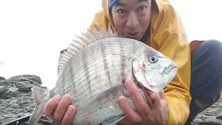 LA PÊCHE ÇA ME REND DINGUE ! gros sars du bord en mer montage flotteur/crevette .