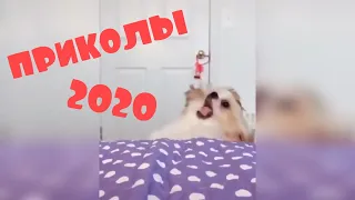 😂 СМЕШНАЯ ПОДБОРКА ПРИКОЛОВ 2020 😂