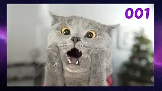 ПОДБОРКА СМЕШНЫХ ВИДЕО С КОТАМИ 001 Смешные кошки Funny Cats