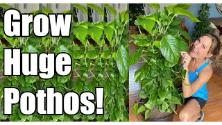 Secrets to Growing Giant Pothos! | Pothos Up-Potting & Re-potting | Pothos Care Guide | Devil's Ivy