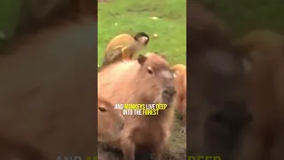 Capybaras Playing With Squirrel Monkeys