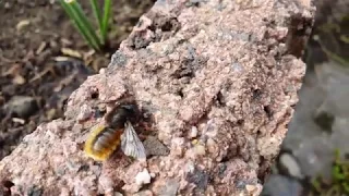 Пчела близко. Пчела отдыхает. Дачный участок в Германии. 4K 3840x2160 (60fps) видео без звука