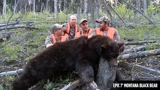 Epic 7' Montana Black Bear Hunt