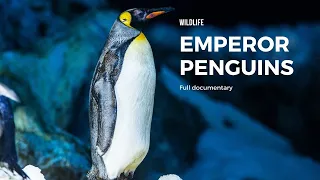 Emperor penguins in antarctica | penguin bbc documentary on natural world | wildlife 4k videos