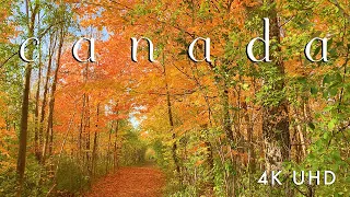 Jazzy Autumn Walk 🍁💗🍂 Cozy Canada Fall Colors in 4K