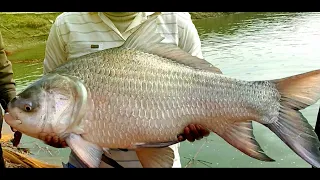 Best Fishing | Amazing gill Net Fishing in Local Pond | Unique village Fishing | big net fishing-HD