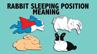 What Your Rabbit's Sleeping Position Reveals about their Personality!