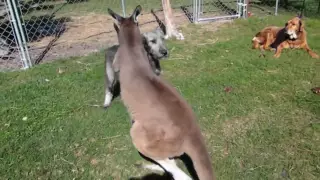 PUPPY AND KANGAROO PLAY CHASE