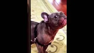 FRENCH BULLDOG CRYING FOR OWNER to RETURN.
