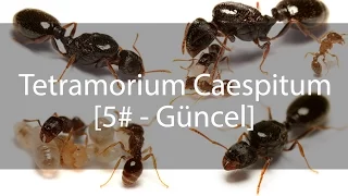 Tetramorium Caespitum Journal / Günlük - 5