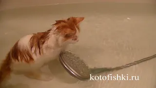 Приколы с котом - Кот любит купаться  и играть в воде | Funny cat plays in the bath