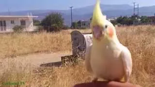 Свободный полет попугая кореллы