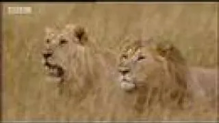 King lion under attack - BBC wildlife