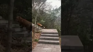 A man met a wild red fox who graciously guided him