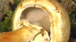 Le guide des champignons comestibles - Documentaire