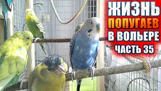 🦜 Попугайчики слушают пение чижа | Жизнь волнистиков в вольере. Волнистый попугай кричит!