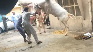 Angry bull Qurbani 2022 ❤️