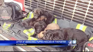 Seven puppies safe and sound thanks to Corinth firefighters