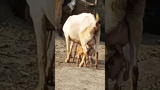 beautiful 😍❤ 🐐 goat ka apne baby 👶 ke sath mamta bhara pyar