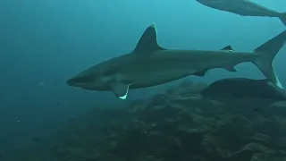 Shark Diving!!!