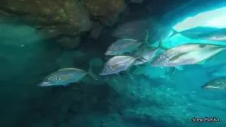 Dive Ponta Delgada Buceo Azores Plongée Azores Tauchen Azores Nогружение Azores 2016