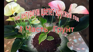 Из чего и как приготовить грунт для антуриума, ответы на вопросы. Часть 1.