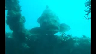 Goliath Grouper Steals Our Dinner...TWICE!