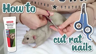 The EASY way I cut my rats nails