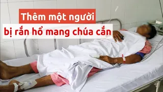 Thêm một người nhập viện do bị rắn hổ mang chúa cắn - PLO