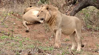 Birmingham Breakaway Male Lions are Back in the Pride lands; where are the other Brothers? Ep122