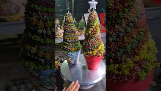 Succulent DIY ideas for Christmas | 多肉植物| 다육이들 | Suculentas