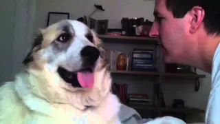 Dog sucker punches dude in the face