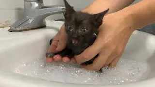 First time bathing a kitten | The kitten's first bath with lots of soap