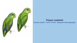 Video Encyclopedia of Parrot Species - #257 Forpus coelestis