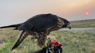Jerfalcon - First freeflight of Young falcon